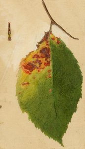 皱缩和枯萎的叶子边缘模仿毛虫......，19世纪末至20世纪初。