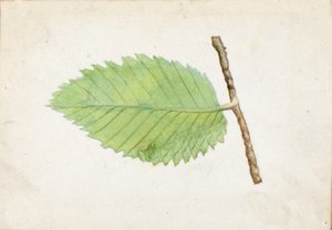 锯齿状叶缘毛虫...，19世纪末至20世纪初。