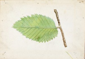 锯齿状叶缘毛毛虫，学习《动物王国中的隐蔽色》一书