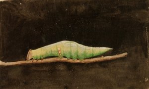 较大的斑点海滩叶缘毛毛虫，研究《动物王国中的隐蔽色》一书