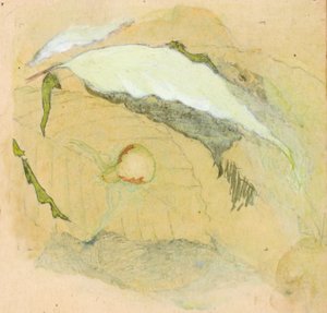 瓷器-白蜘蛛 作者 艾玛海滩塞耶