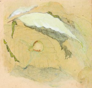 瓷器-白蜘蛛，19世纪末-20世纪初。