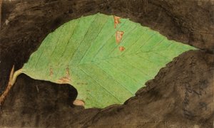 较小的斑点海滩叶缘毛虫......，19世纪末至20世纪初。