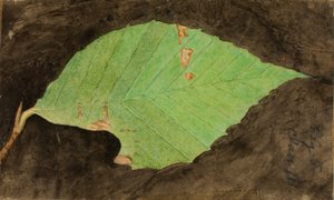 较小的斑点海滩叶缘毛毛虫，研究《动物王国中的隐蔽色》一书