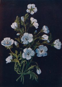 浅蓝色眼睛，c1915，1915
