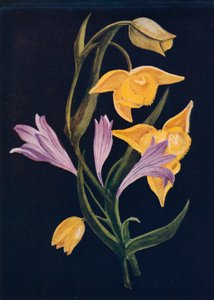 Diogenes Lantern＆Harvest Brodiaea，1915年，1915年