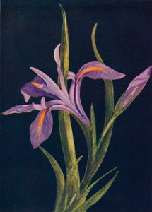 地面虹膜，c1915，1915年