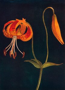 豹百合，c1915，1915