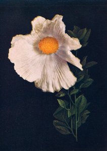 Matilija Poppy，c1915年，1915年