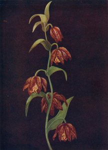 使命钟，1915年左右，1915年