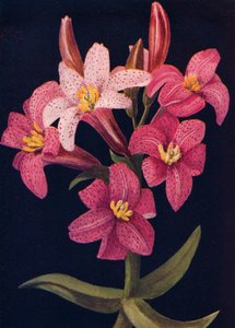 红宝石百合，c1915，1915年