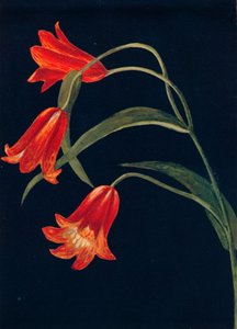 猩红色贝母，c1915，1915