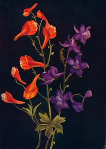猩红色和蓝larkspur，c1915年，1915年