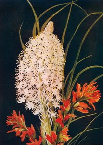斯阔草和猩红色油漆刷，c1915，1915年