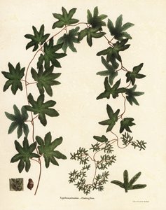 美国攀缘蕨类植物或哈特福德蕨类植物、海金沙