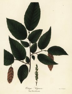 美洲羊角树 (Hop-hornbeam, Ostrya virginica)