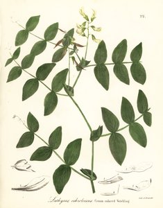 奶油豌豆或奶油色薇菜，Lathyrus ochroleucus 作者 Endicott Endicott