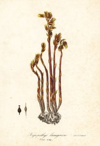 荷包牡丹、假榉树滴水观音、松树簕或黄燕窝、Monotropa hypopitys（松树簕，Hypopithys lanuginosa）。