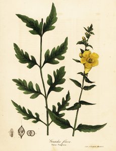 假凤仙花，Aureolaria flava（Gerardia flava）