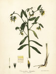 假毛草 Onosmodium hispidum