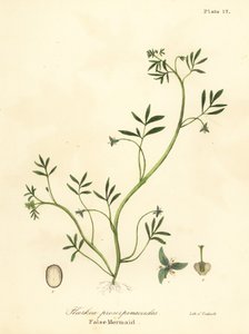 假美人鱼 Floerkea proserpinacoides