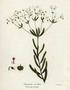 花刺，Euphorbia corollata