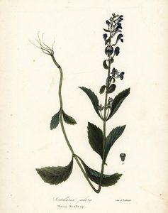 毛黄芩，Scutellaria elliptica (Scutellaria pilosa) 作者 恩迪科特恩迪科特