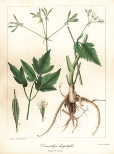 长型甘蔗，长型甘根或甘蔗，Osmorhiza longistylis