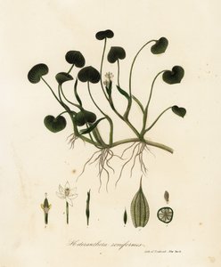 泥车前草或水葫芦，Heteranthera reniformis