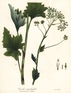 淡印度车前草、Arnoglossum atriplicifolium（橙叶 cacalia、Cacalia atriplicifolia）