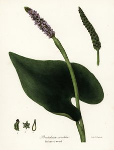 梭梭草，Pontederia cordata