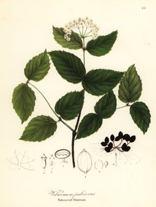 阴毛荚蒾，Viburnum pubescens 作者 恩迪科特恩迪科特