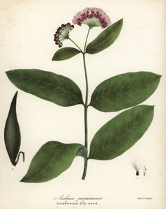 紫色马利筋或深色花丝草，Asclepias purpurascens