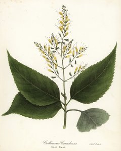 Richweed 或结根，Collinsonia canadensis