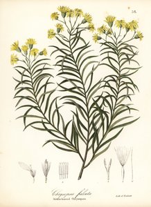 镰叶金丝草或镰叶金光菊（Pityopsis falcata）（镰叶金丝草，Chrysopsis falcata）。
