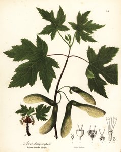 银枫，Acer saccharinum（银叶槭，Acer dasycarpum）