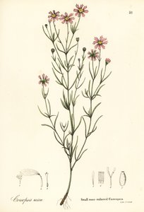 小玫瑰色蝶形花，Coreopsis rosea