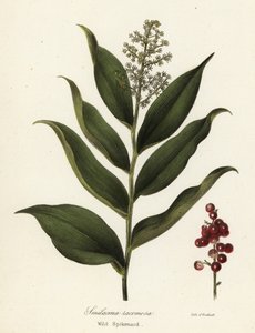 仙客来，Maianthemum racemosum（野生仙客来，Smilacina racemosa） 作者 恩迪科特恩迪科特