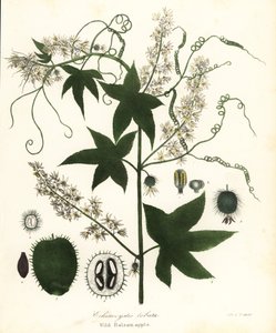 野生黄瓜、刺黄瓜、刺黄瓜或野生苦瓜、Echinocystis lobata