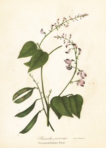 野生芸豆，Phaseolus polystachios（多年生芸豆，Phaseolus perennis）