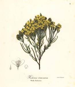 毛状石南花、海滩石南花、沙石南花或毛状石南花、毛毛石南花