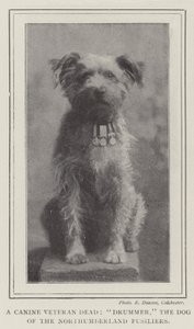 犬类退伍军人，鼓手，诺森伯兰郡Fusiliers的狗 作者 英国摄影师