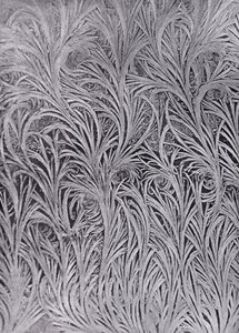 窗玻璃上的霜晶研究（黑白照片） 作者 英国摄影师