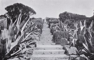 A bit in the Gardens at Tresco (b/w photo) 作者 英国摄影师