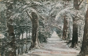Addisons Walk，Magdalen College，Oxford。明信片于1913年寄出。 作者 英国摄影师
