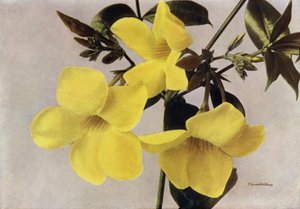 Allamanda Schottii Hendersonii（彩色照片） 作者 英国摄影师