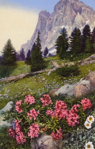 高山花卉：Daphne Striata 与 Dryas Octopetala（右侧）（彩色照片） 作者 英国摄影师