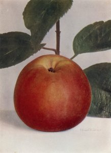 苹果，Baumann