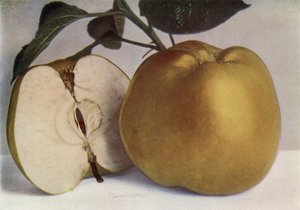 苹果，德比勋爵（彩色照片） 作者 英国摄影师