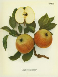 英格兰的苹果阿灵顿苹果（彩色照片） 作者 英国摄影师